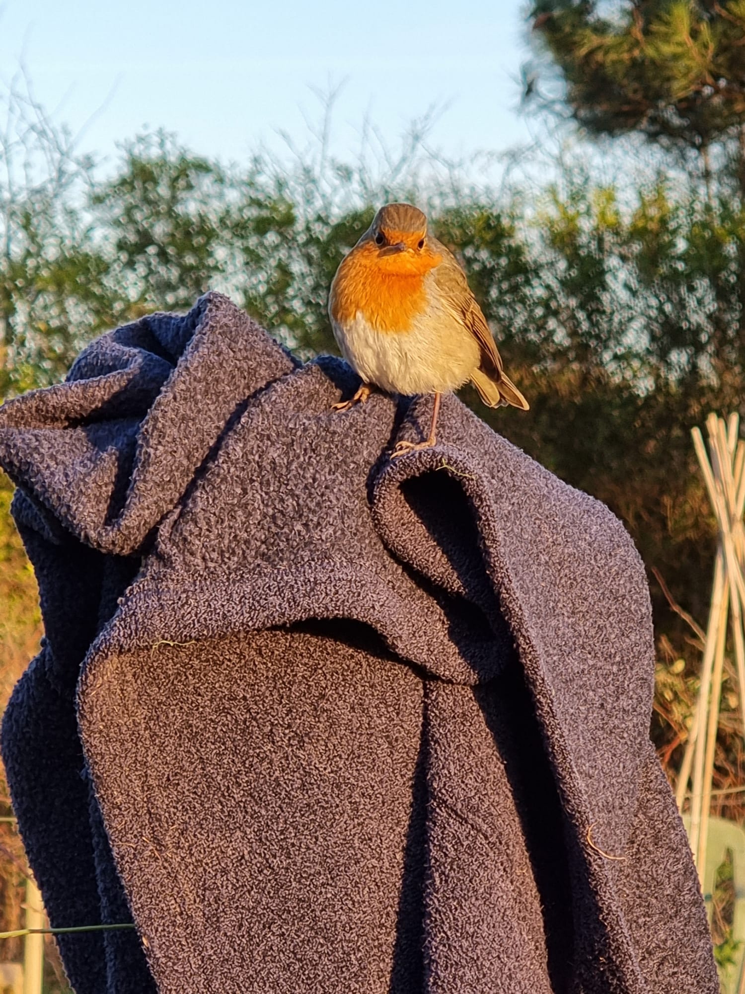 Robin